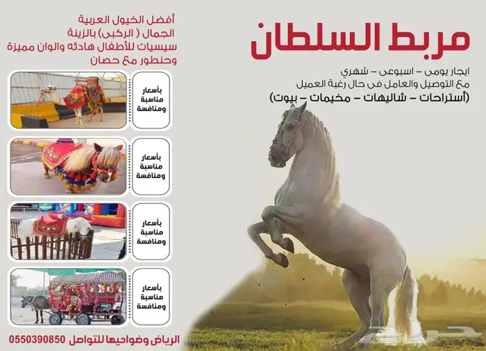 حصان كبير وسيسيات للإيجار 10