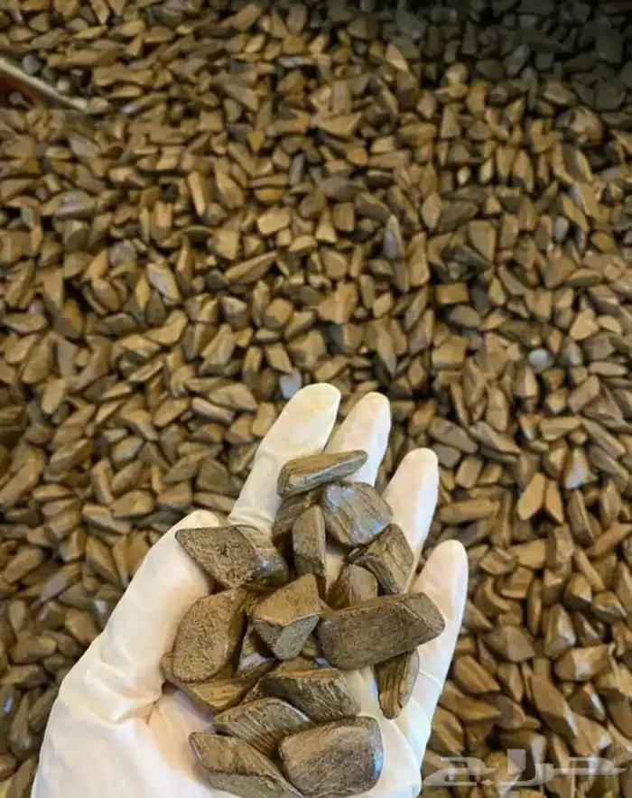 عود مروكي 0