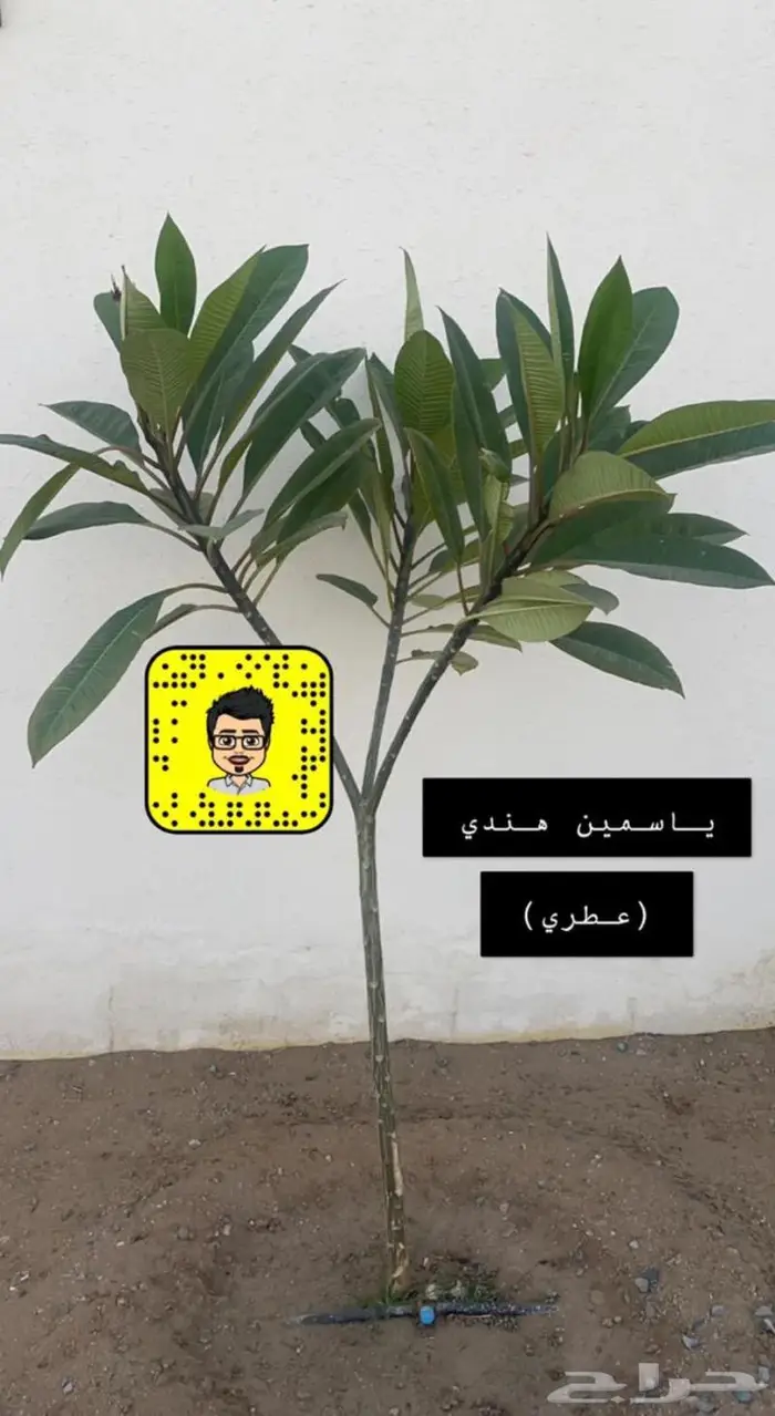 تصميم حدائق وأنظمة ضباب للكافيهات والجلسات 9