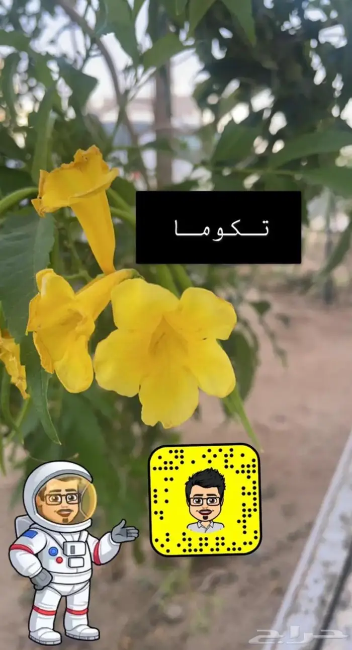 تصميم حدائق وأنظمة ضباب للكافيهات والجلسات 12