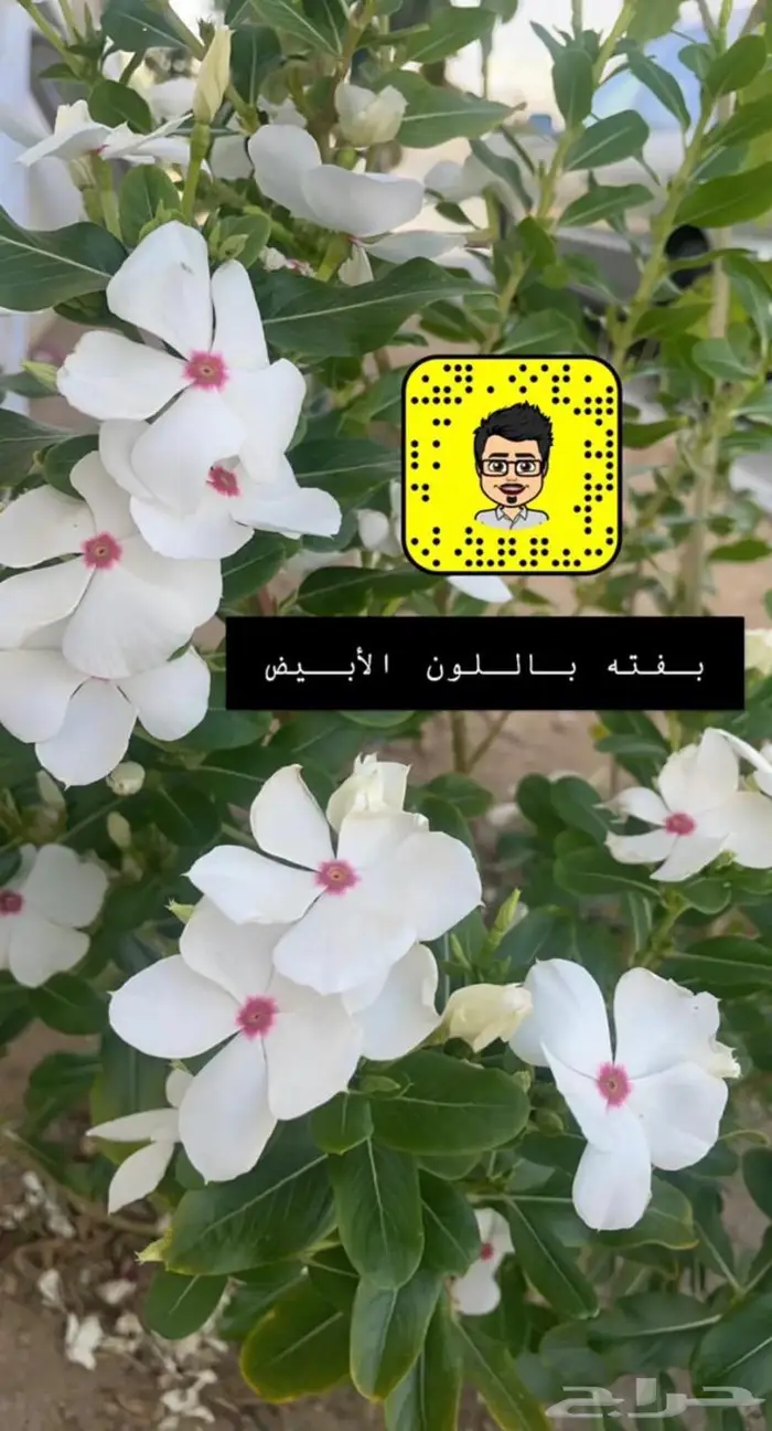 تصميم حدائق وأنظمة ضباب للكافيهات والجلسات 11