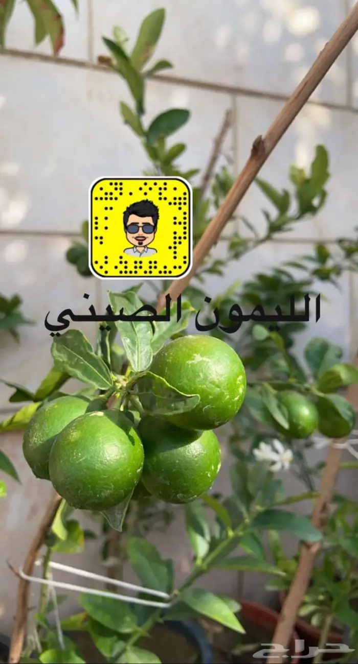 تصميم حدائق وأنظمة ضباب للكافيهات والجلسات 21