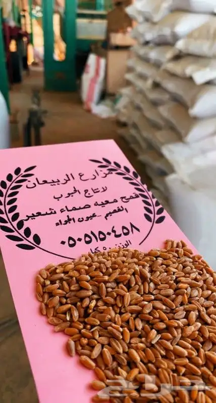 قمح معيه هلباء انتاج مزرعتنا 0