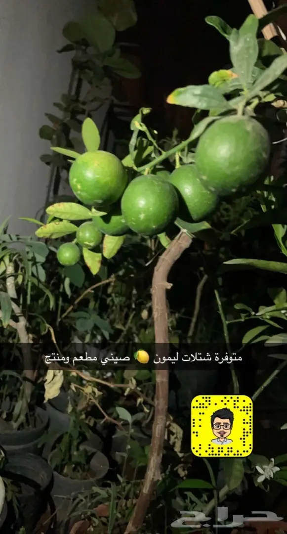 تصميم حدائق وأنظمة ضباب للكافيهات والجلسات 76