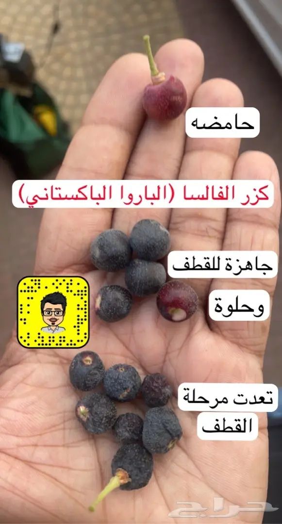تصميم حدائق وأنظمة ضباب للكافيهات والجلسات 77