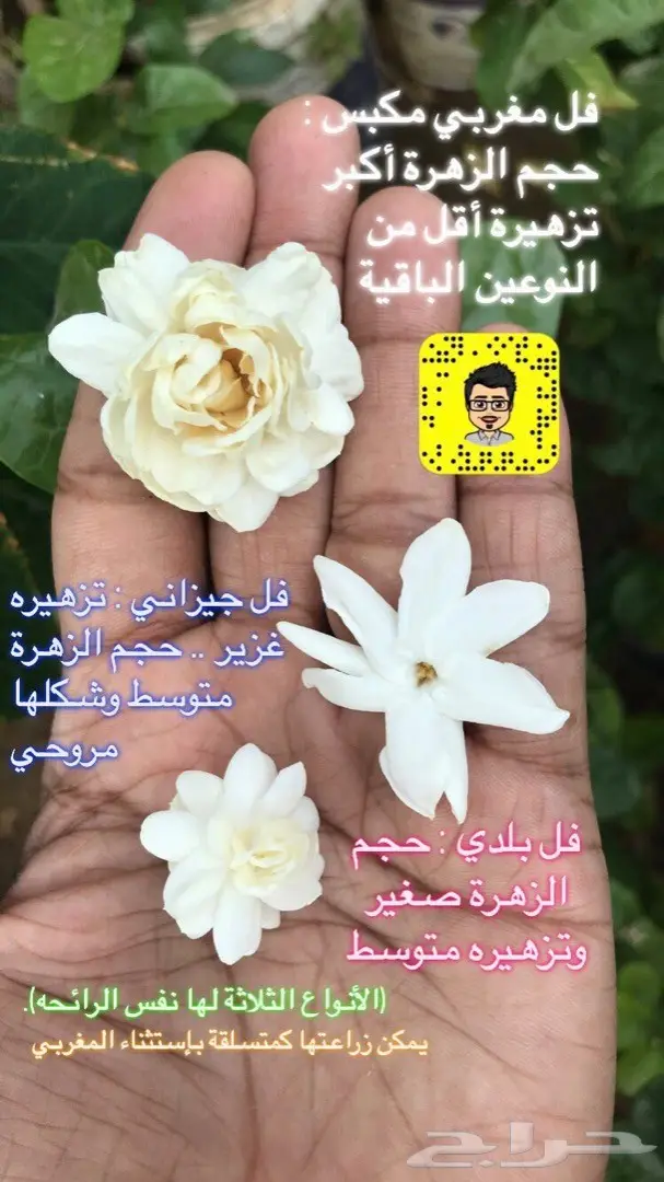 تصميم حدائق وأنظمة ضباب للكافيهات والجلسات 79