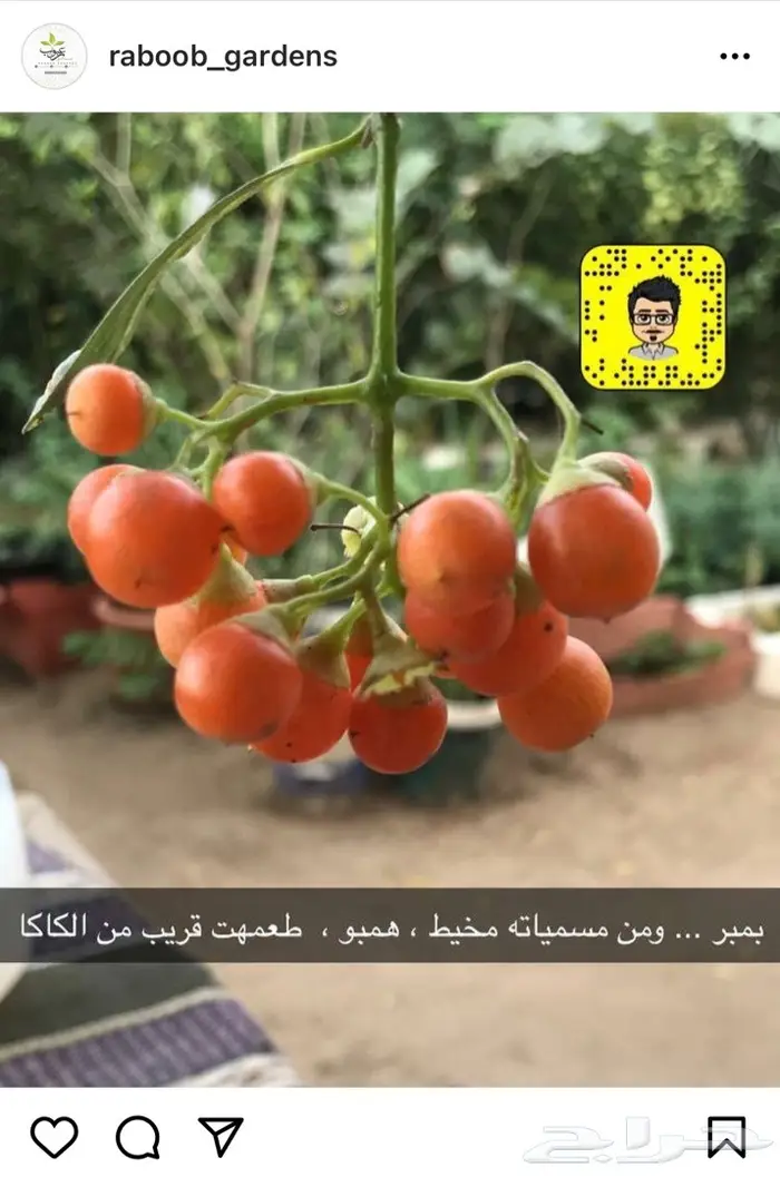 تصميم حدائق وأنظمة ضباب للكافيهات والجلسات 56