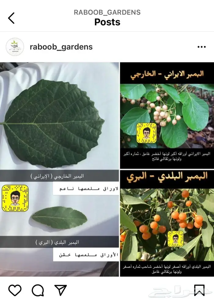 تصميم حدائق وأنظمة ضباب للكافيهات والجلسات 57