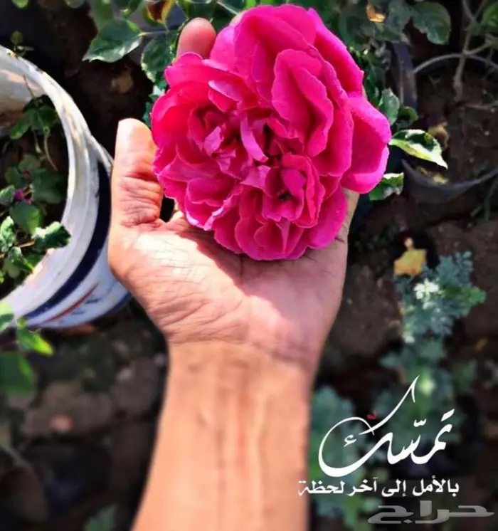 تصميم حدائق وأنظمة ضباب للكافيهات والجلسات 85