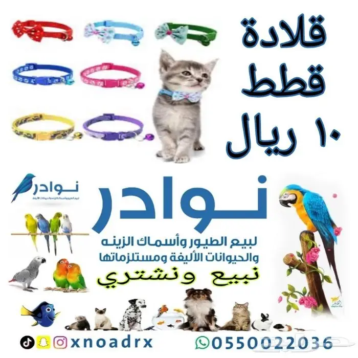 اكل قطط وفيتامينات ورمل والعاب قطط 8