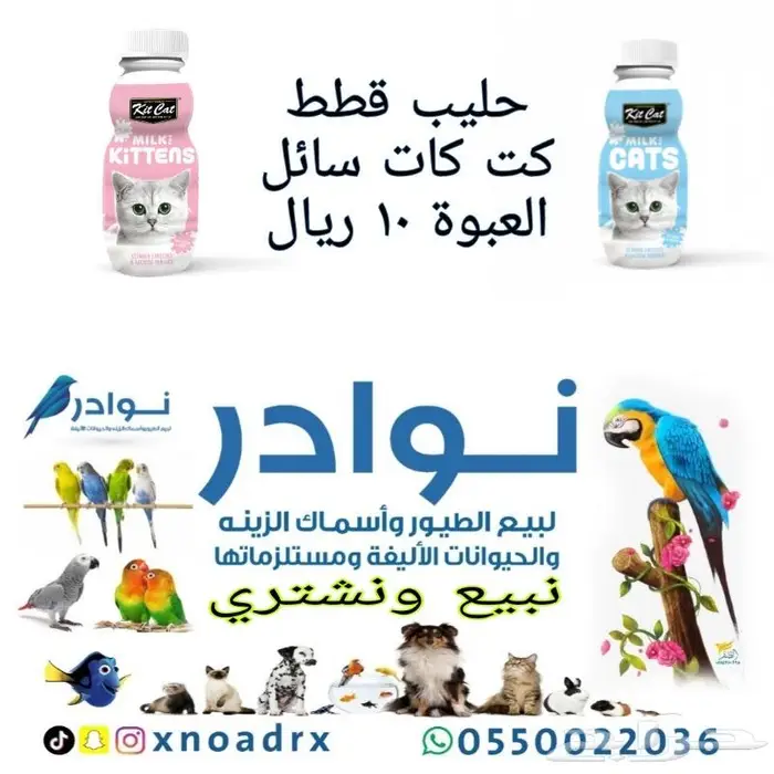اكل قطط وفيتامينات ورمل والعاب قطط 12