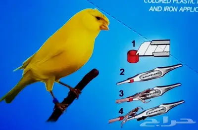 حجول كناري بلاستيك غير مرقمة حجول زيبرا 0