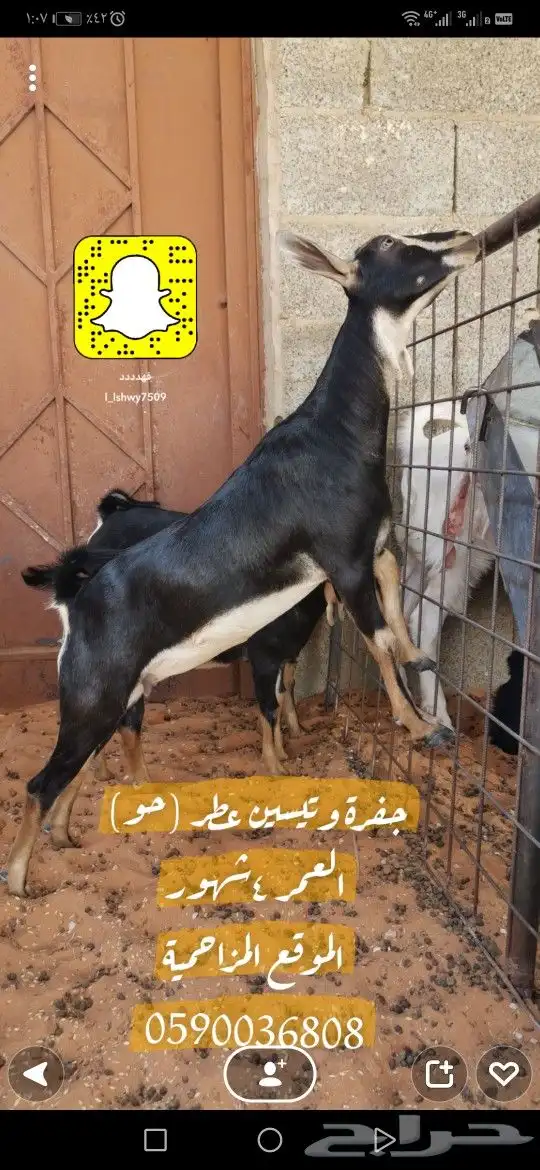 جفرة وتيسين عطر (حو) - المزاحمية - 0