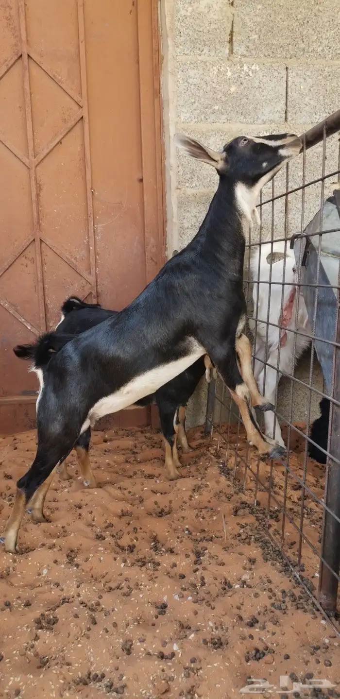 جفرة وتيسين عطر (حو) - المزاحمية - 1