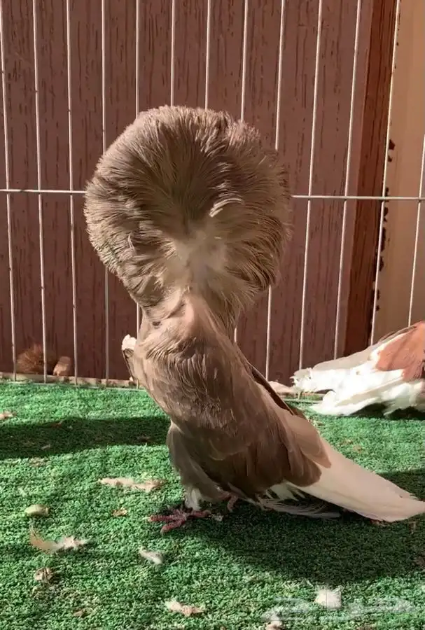 جاكوبين جمله للبيع 6