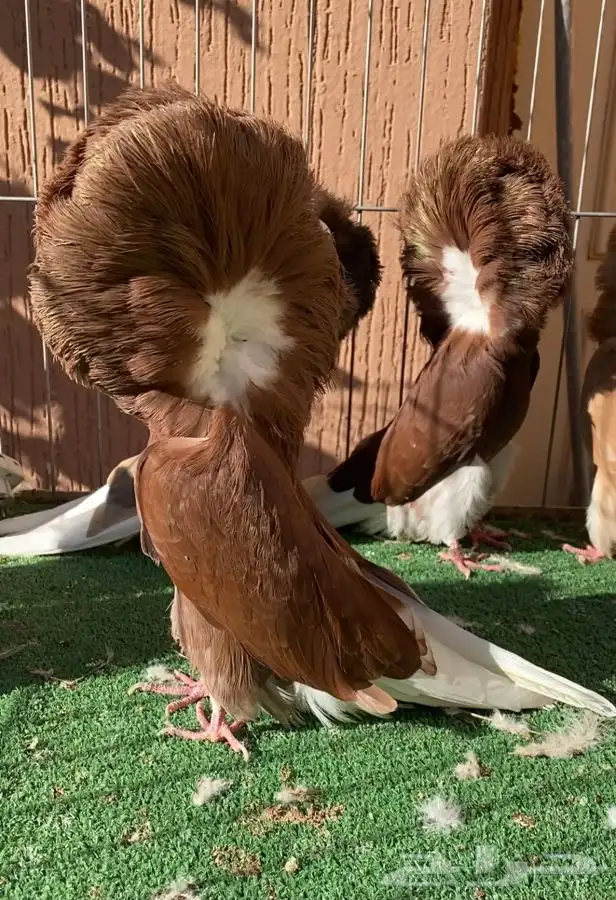 جاكوبين جمله للبيع 28