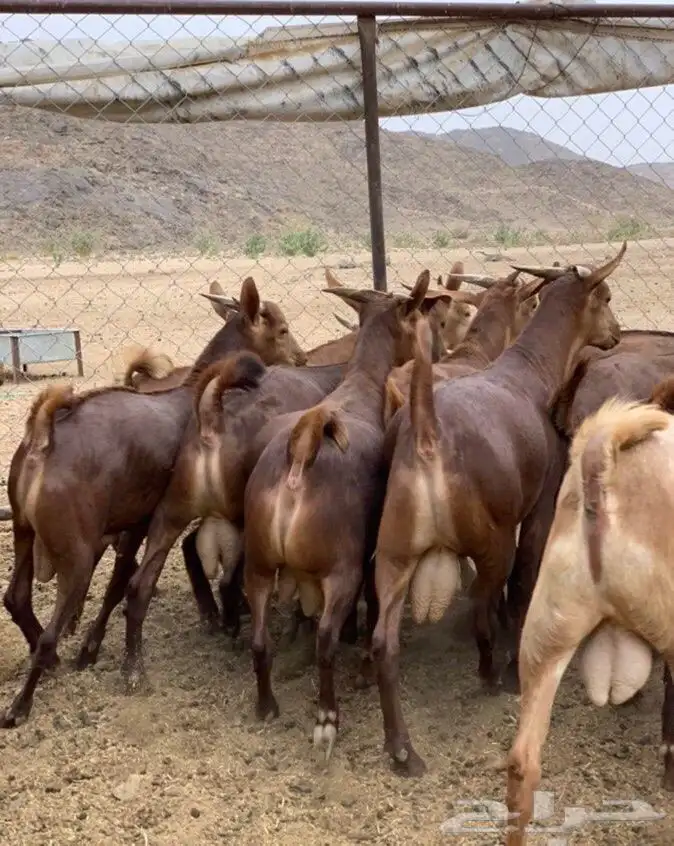 ذبايح ابو عزام خرفان وتيوس 15