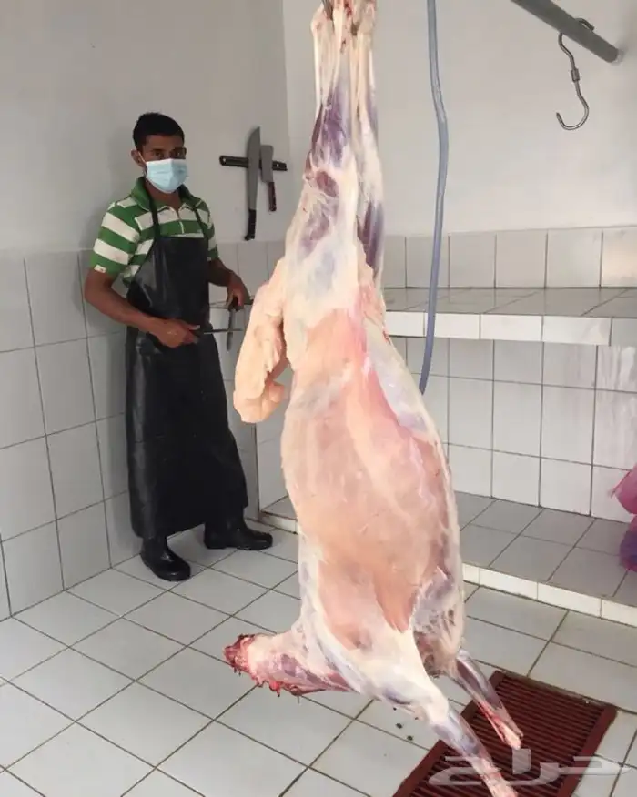 ذبايح ابو عزام خرفان وتيوس 5