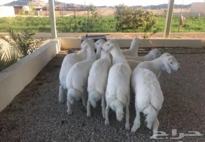 ذبايح ابو عزام خرفان وتيوس 12