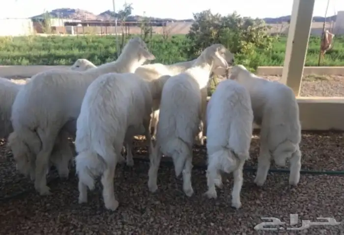 ذبايح ابو عزام خرفان وتيوس 13