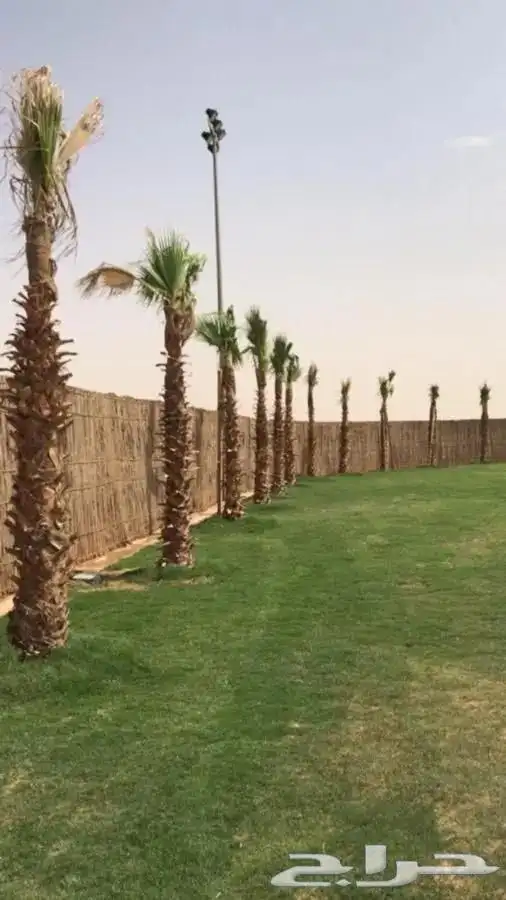 سعف النخيل رولات مربوطه للاحواش والمظلات 3