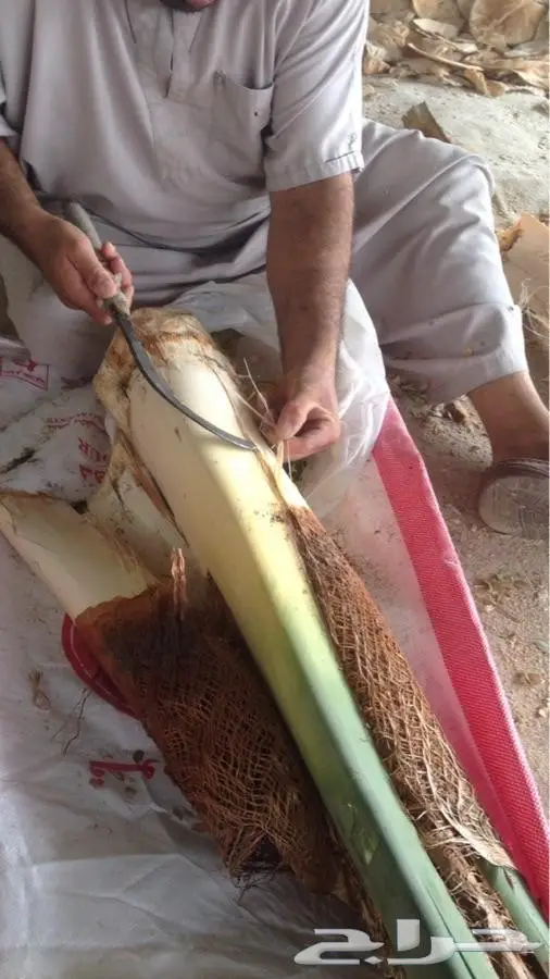 قلب نخل - جذب نخل - لب نخل - جمار نخل - شحم نخل للبيع 0