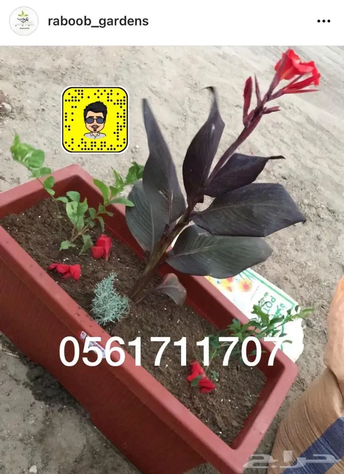 تصميم حدائق وأنظمة ضباب للكافيهات والجلسات 88