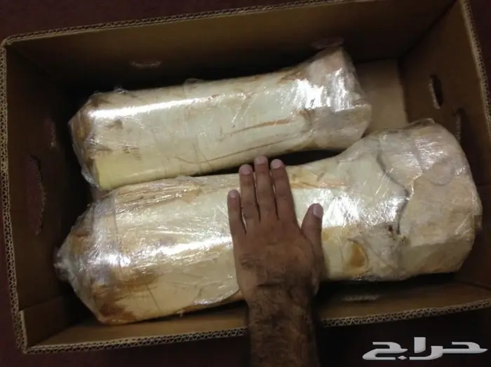 قلب نخل - جذب نخل - لب نخل - جمار نخل - شحم نخل للبيع 4