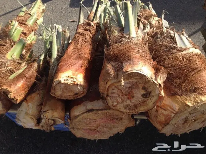قلب نخل - جذب نخل - لب نخل - جمار نخل - شحم نخل للبيع 5