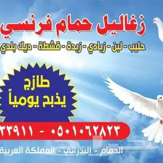 زغاليل للبيع 4