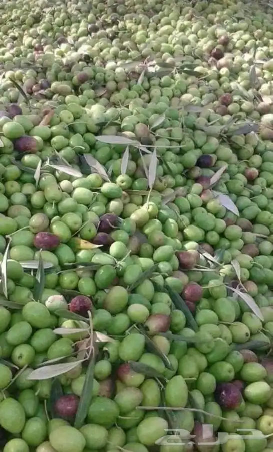 زيت زيتون الجوف عضوي تقليدي 1446هجري16لتر750ريال شامل الشحن 11