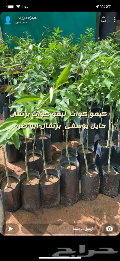 شتلات واشجار زينه ومثمره مخفظه 24