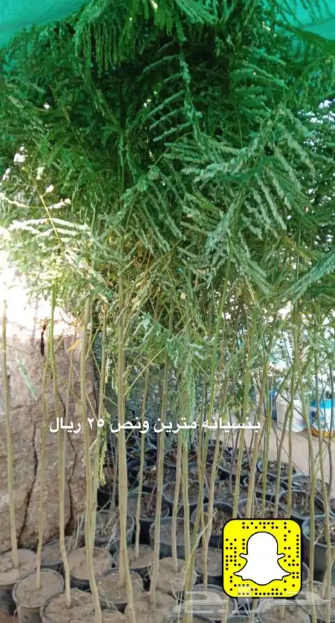 شتلات واشجار زينه ومثمره مخفظه 4