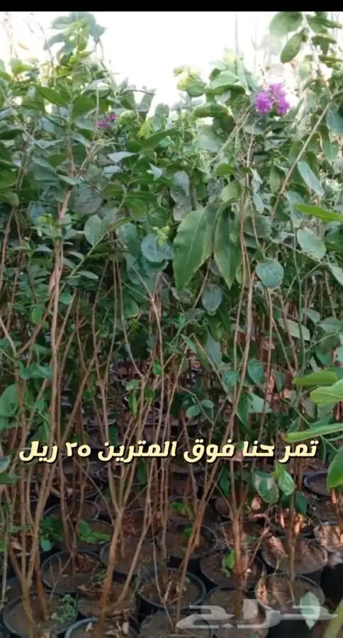 شتلات واشجار زينه ومثمره مخفظه 3
