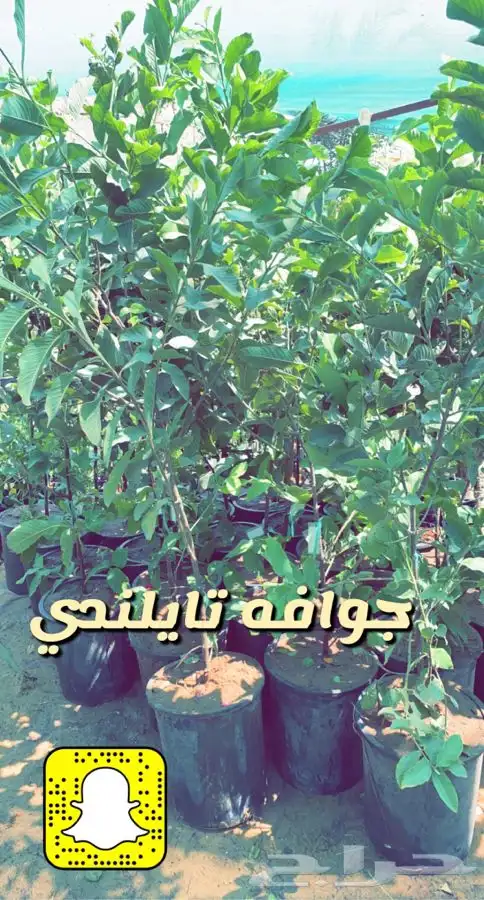 شتلات واشجار زينه ومثمره مخفظه 25