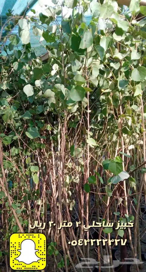 شتلات واشجار زينه ومثمره مخفظه 6