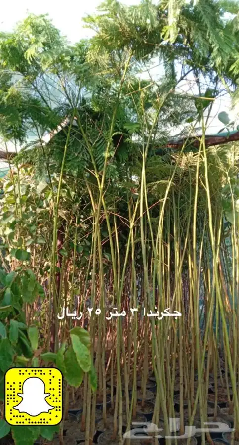 شتلات واشجار زينه ومثمره مخفظه 0