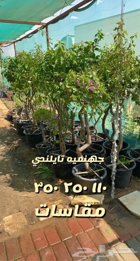 شتلات واشجار زينه ومثمره مخفظه 26