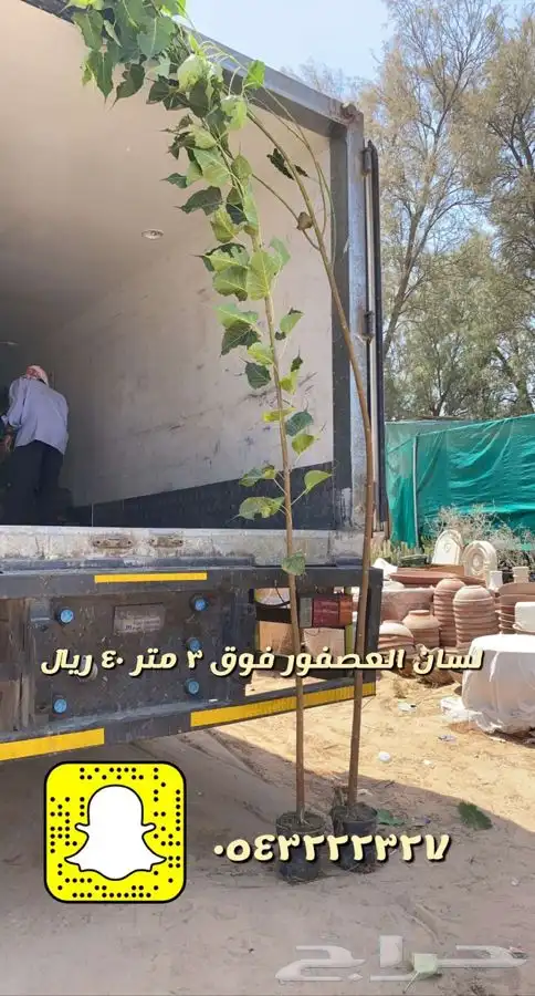شتلات واشجار زينه ومثمره مخفظه 31