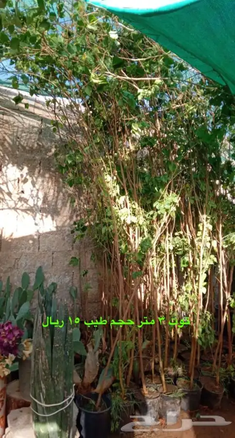 شتلات واشجار زينه ومثمره مخفظه 5