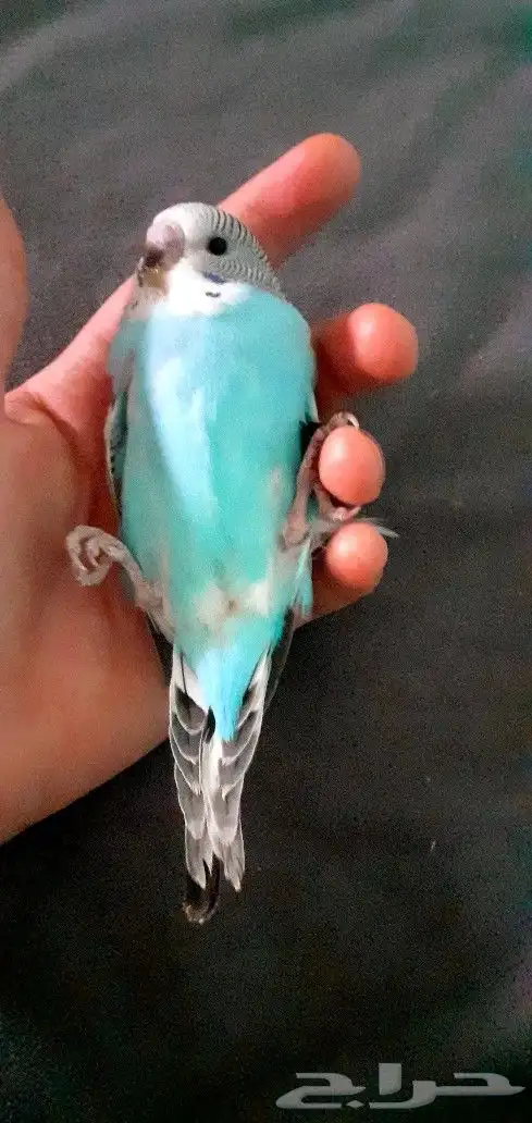 فروخ بادجي غر 1