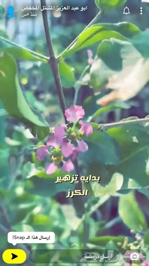 شتلات واشجار زينه ومثمره مخفظه 23