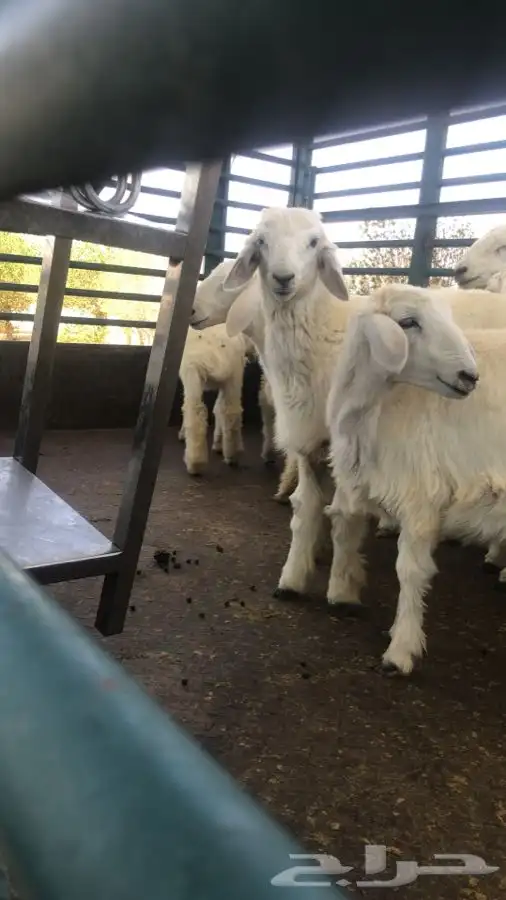 ذبايح مع خدمه الذبح والتوصيل 2