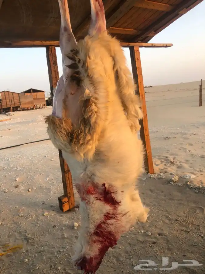 ذبايح مع خدمه الذبح والتوصيل 0