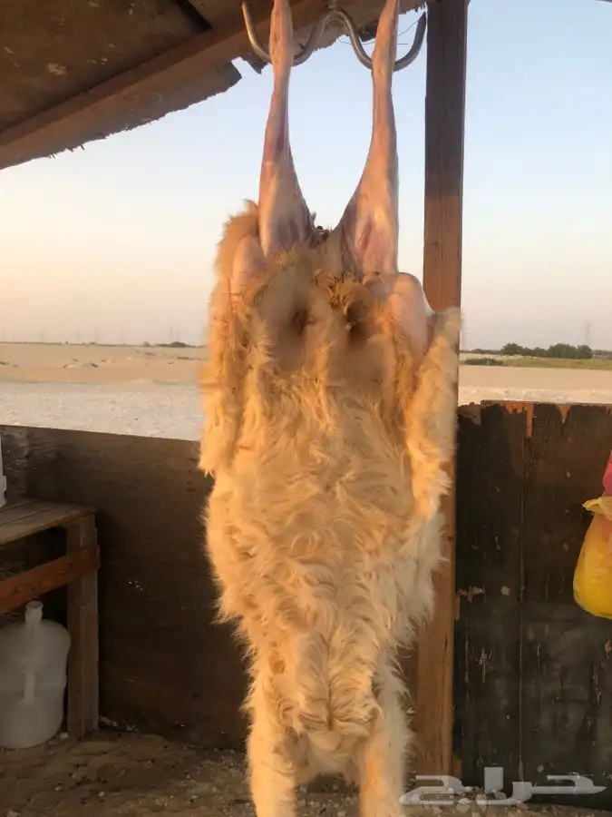 ذبايح مع خدمه الذبح والتوصيل 1