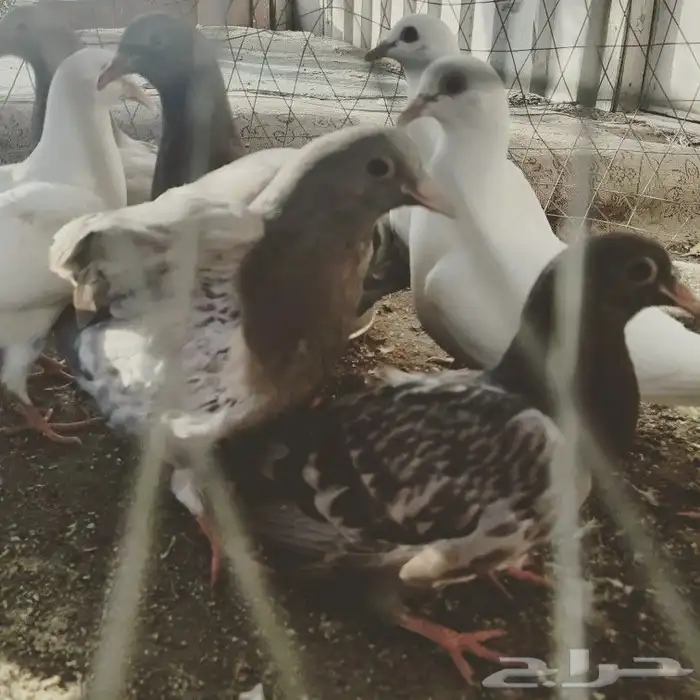 زغاليل للبيع 4