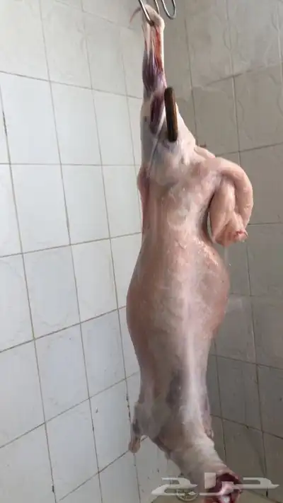 ذبايح حريه من البر مع الذبح والتوصيل الى مكانك 4