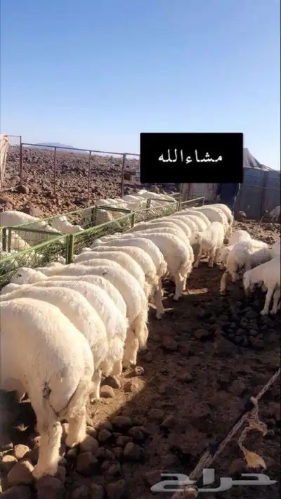 ذبايح حريه من البر مع الذبح والتوصيل الى مكانك 19