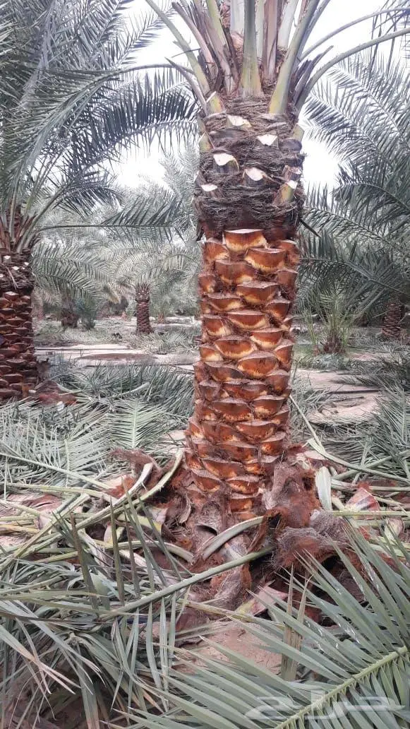 سعر شبك المزارع جدة 3