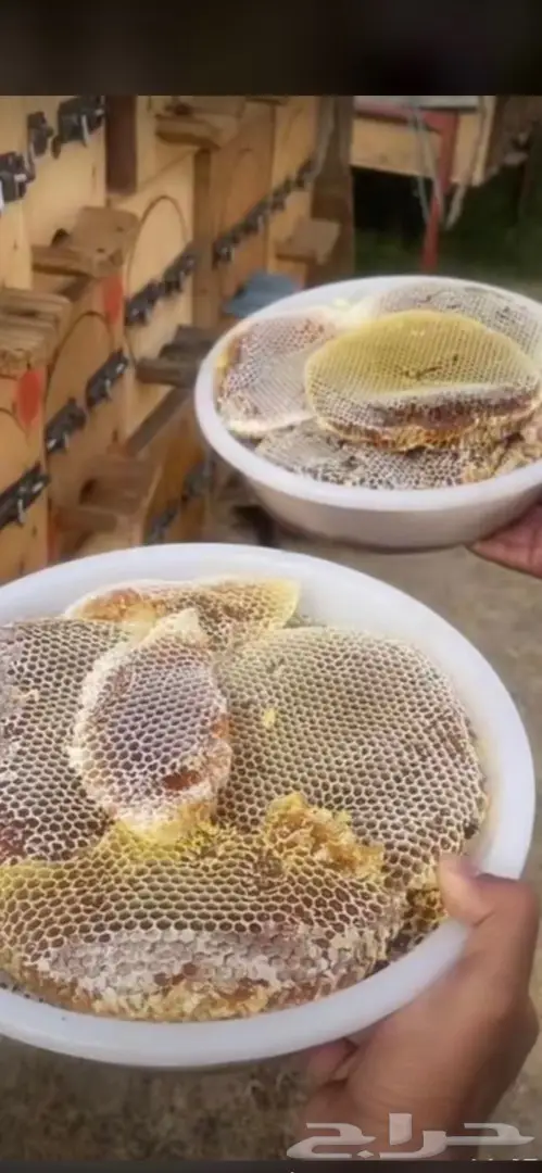 عسل السدره الجبلي وطلحه ومجرى وسمره وملكي خاص مضمون 4